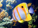 Beautiful Butterfly Fish