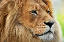 Lion Portrait