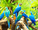 Colorful Macaws