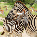 Young Zebra with Mum