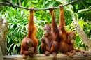 Orangutans