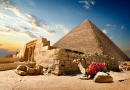 Camel Resting near the Pyramid