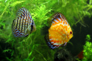 Discus Fish