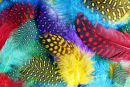 Colored Feathers