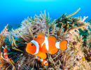 Colorful Clownfish