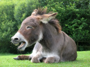 Laughing Donkey