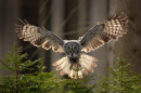 Great Grey Owl