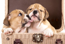 English Bulldog Puppies