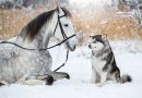 Alaskan Malamute with Orlovsky Trotter