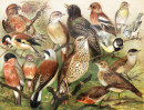 Vintage European Birds Drawing