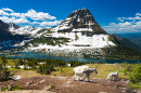 Mountain Goats, Glacier National Park