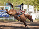 Rodeo in Willits CA