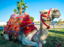 Camel in Egypt