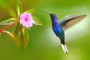 Violet Sabrewing Hummingbird