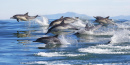 Long-Beaked Common Dolphins