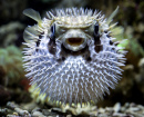 Puffer Fish