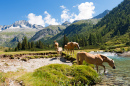 Adamello Brenta National Park, Italy