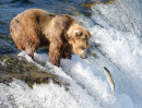 Brooks Falls, Katmai National Park