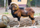 Male Mouflon