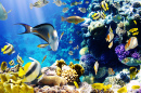 Tropical Fish on a Coral Reef