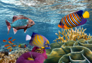 Coral Reef and Tropical Fish