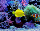 Coral Reef Aquarium