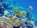 Tropical Fish over a Coral Reef