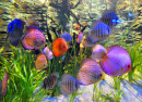 Discus Fish