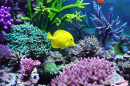 Yellow Tang in Aquarium