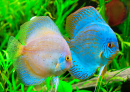 Discus Fish