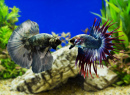 Siamese Fighting Fish