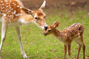 Deer and Fawn