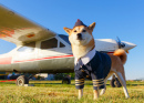 Akita Inu Dog at the Airport