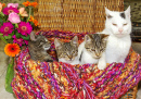 Stepfather with Three Kittens