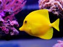 Yellow Tang