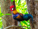 Red Jungle Fowl