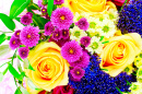 Colorful Flowers