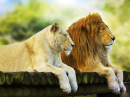 Lion and Lioness Resting