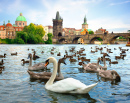 Charles Bridge and Swans, Prague