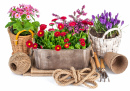 Spring Flowers and Garden Tools