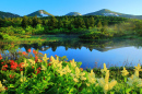 Japanese Azalea, Aomori Prefecture