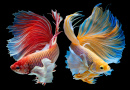 Siamese Fighting Fish