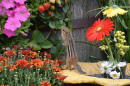 Chipmunk and Red Strawberries