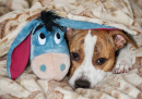 Staffordshire Terrier with His Favorite Toy