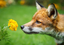 Red Fox Smelling Marigold Flower