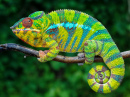 Chameleon in Madagascar