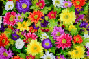 Colorful Flowers