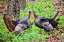 Wild Turkeys