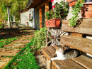 Cat Lies on a Bench