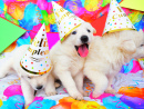 Party Puppies